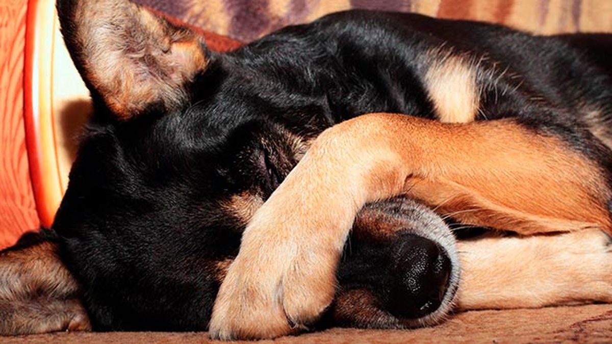 problemas oculares conjuntivitis perros 2