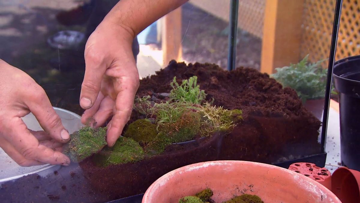 brico 881 3 humedal pecera paso 4