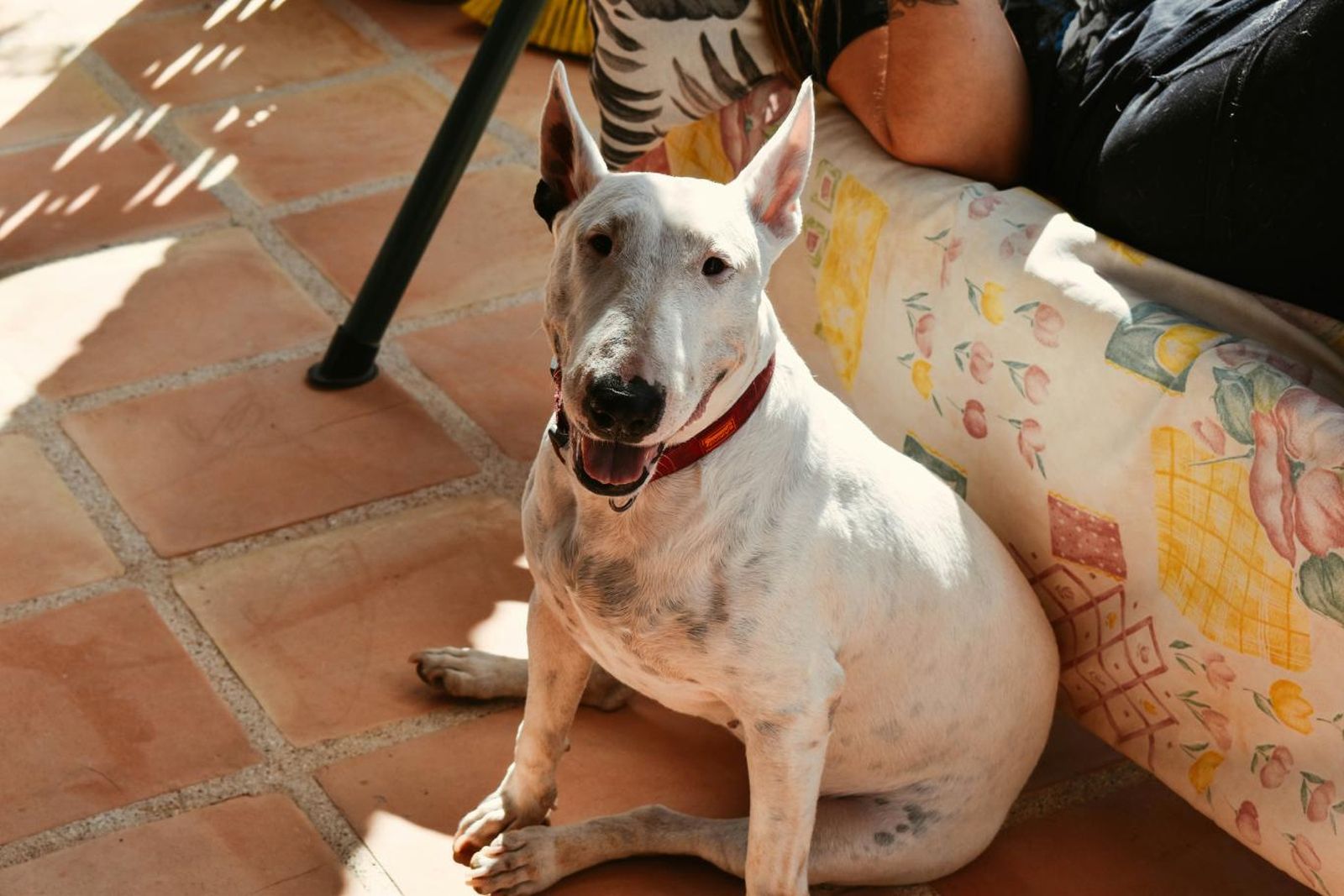 Los bull terrier tienen la piel rosa y sensible al sol. Los bull terrier tienen la piel rosa y sensible al sol.