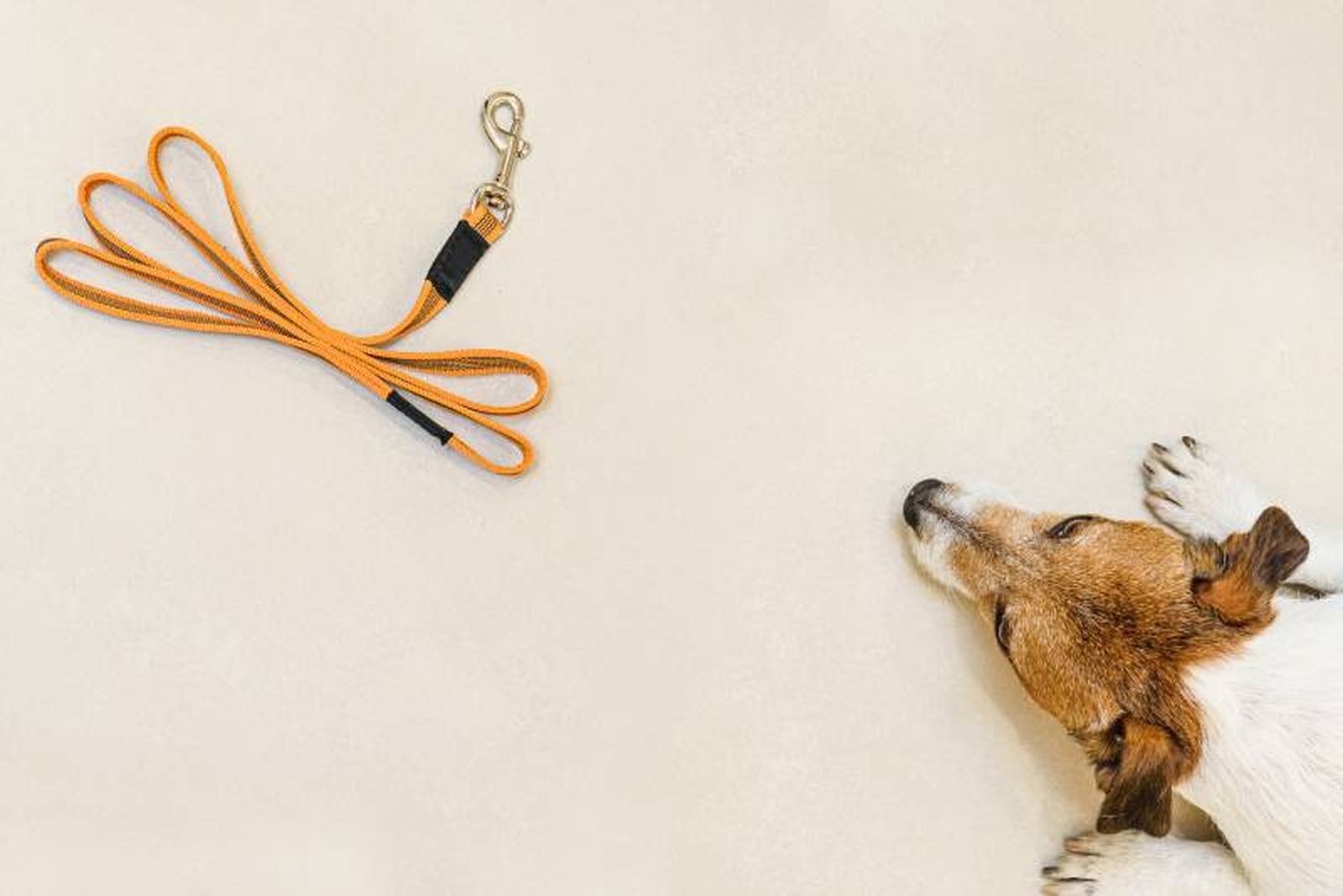 Las correas tradicionales están fabricadas con materiales como cuero, nylon o algodón.