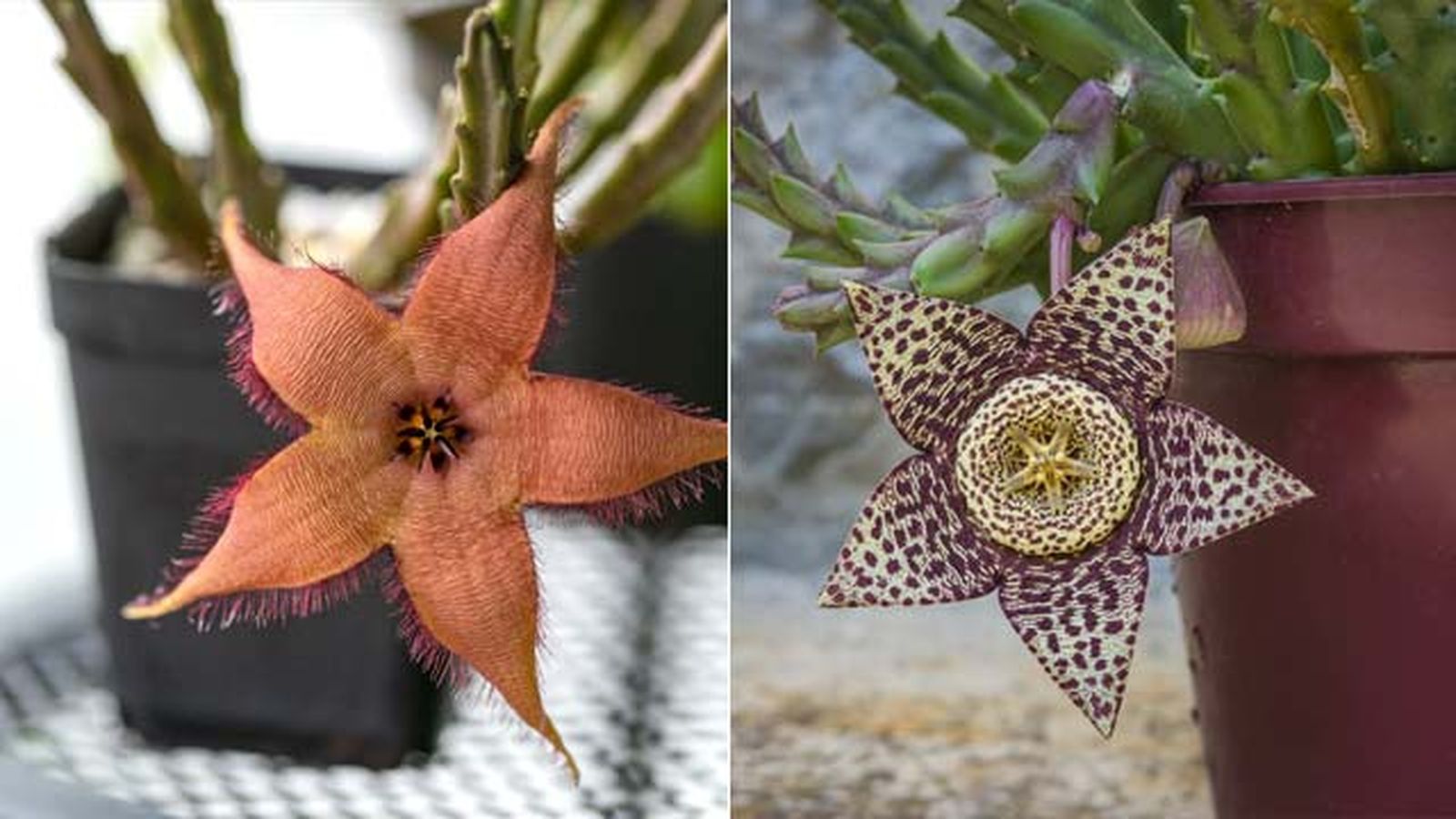 Stapelia gigantea stapelia variegata Stapelia gigantea stapelia variegata