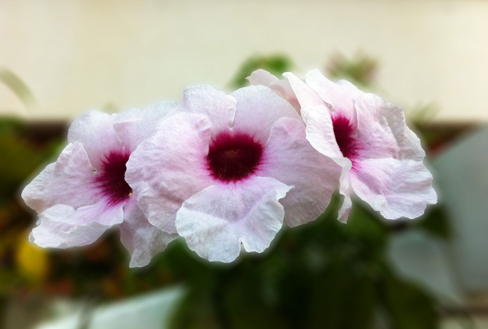 bignonia blanca2