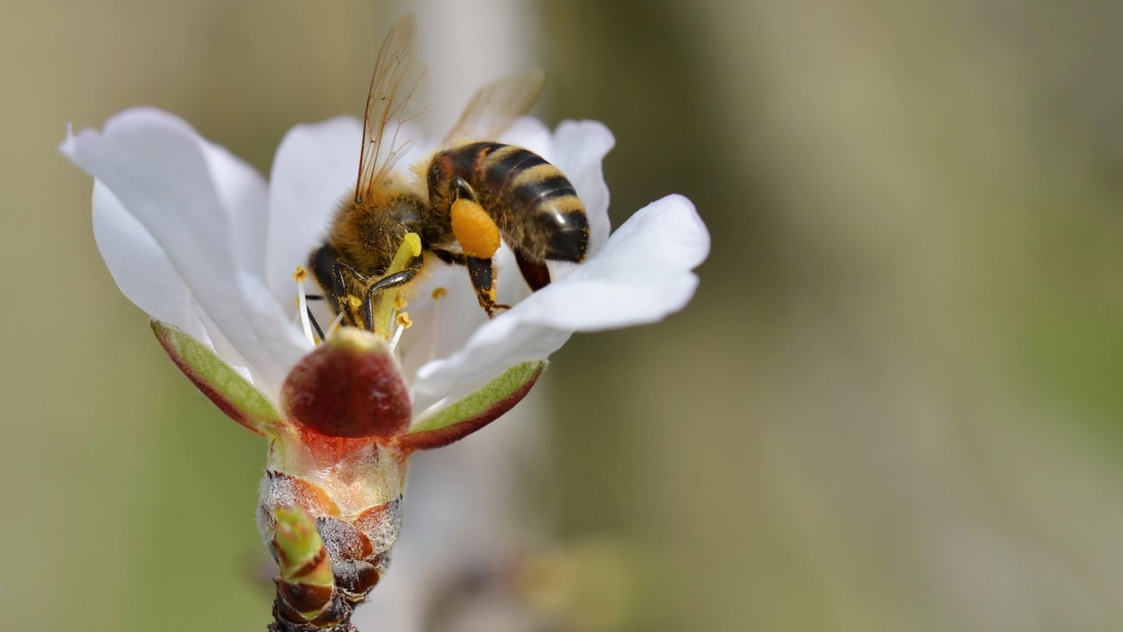Las abejas son fundamentales para que existan mucho de los alimentos que consumimos en nuestro día a día
