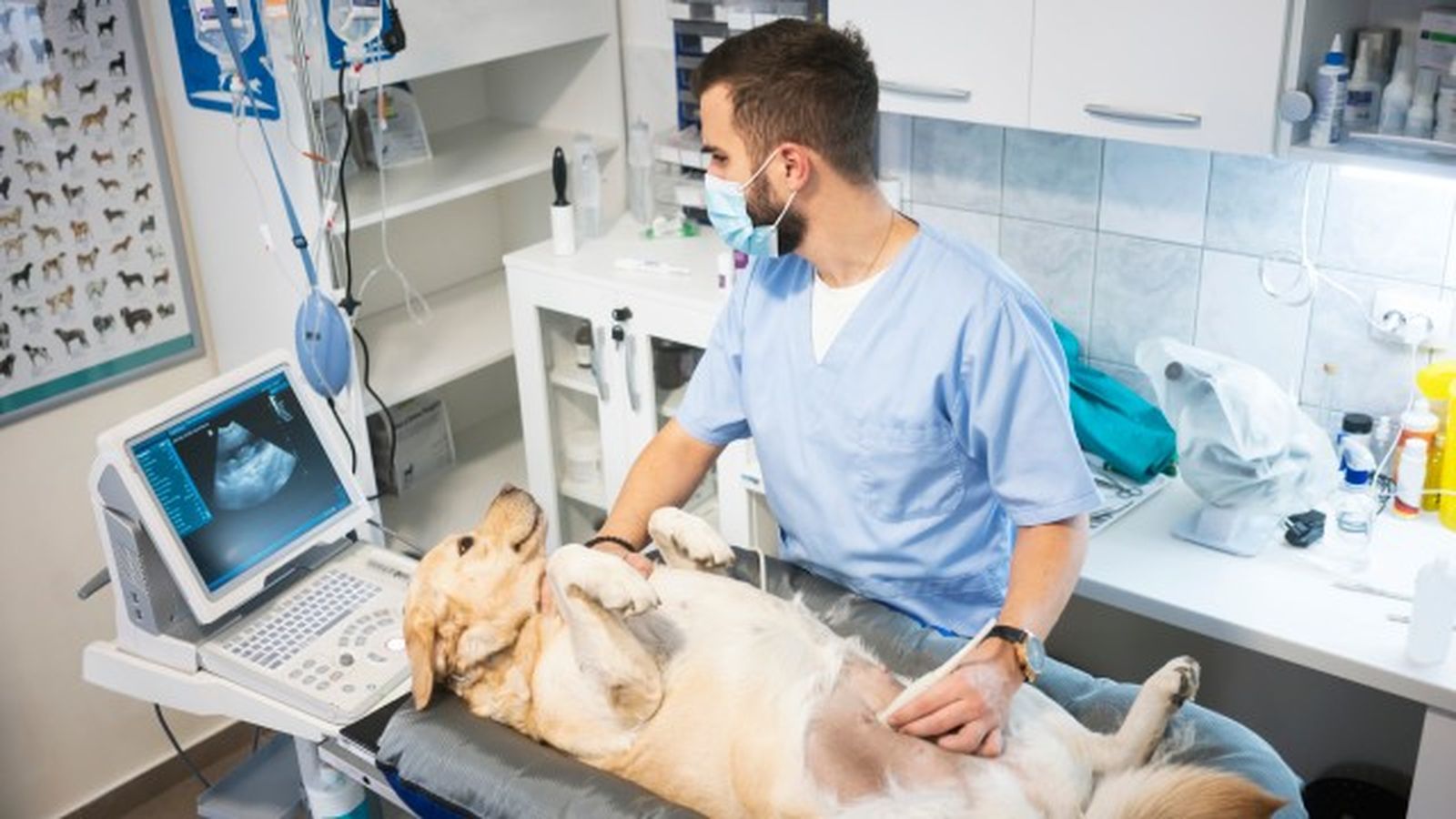 como saber si mi perro tiene fiebre 11 como saber si mi perro tiene fiebre 11