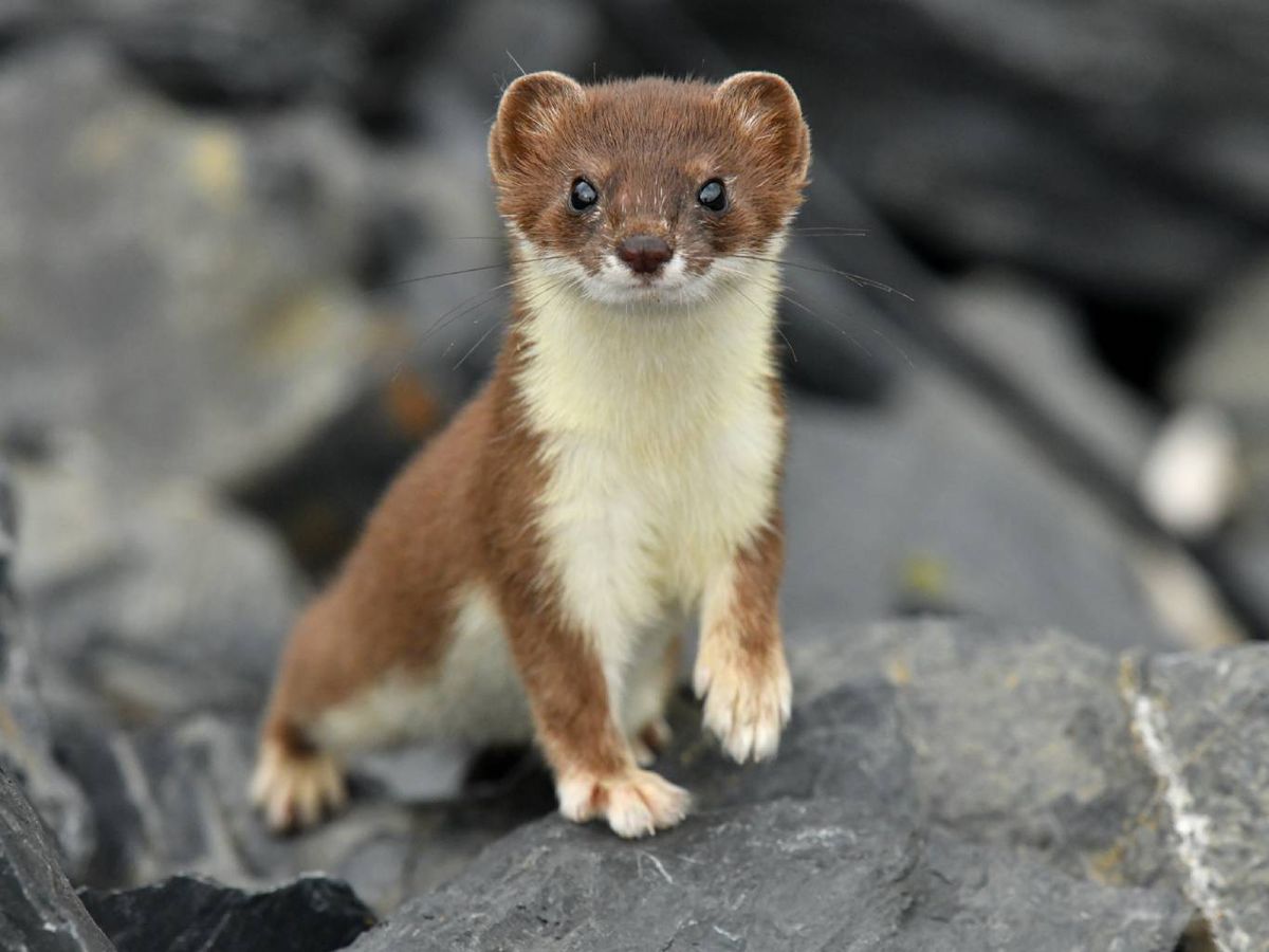 La comadreja (Mustela nivalis) es el mustélido más pequeño que se conoce.