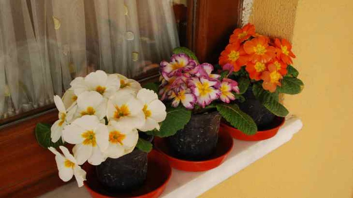 primulas alfeizar de la ventana