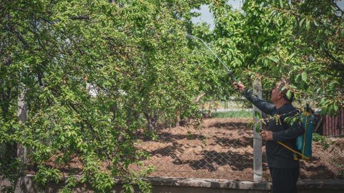 pulverizar sulfato de cobre en frutal