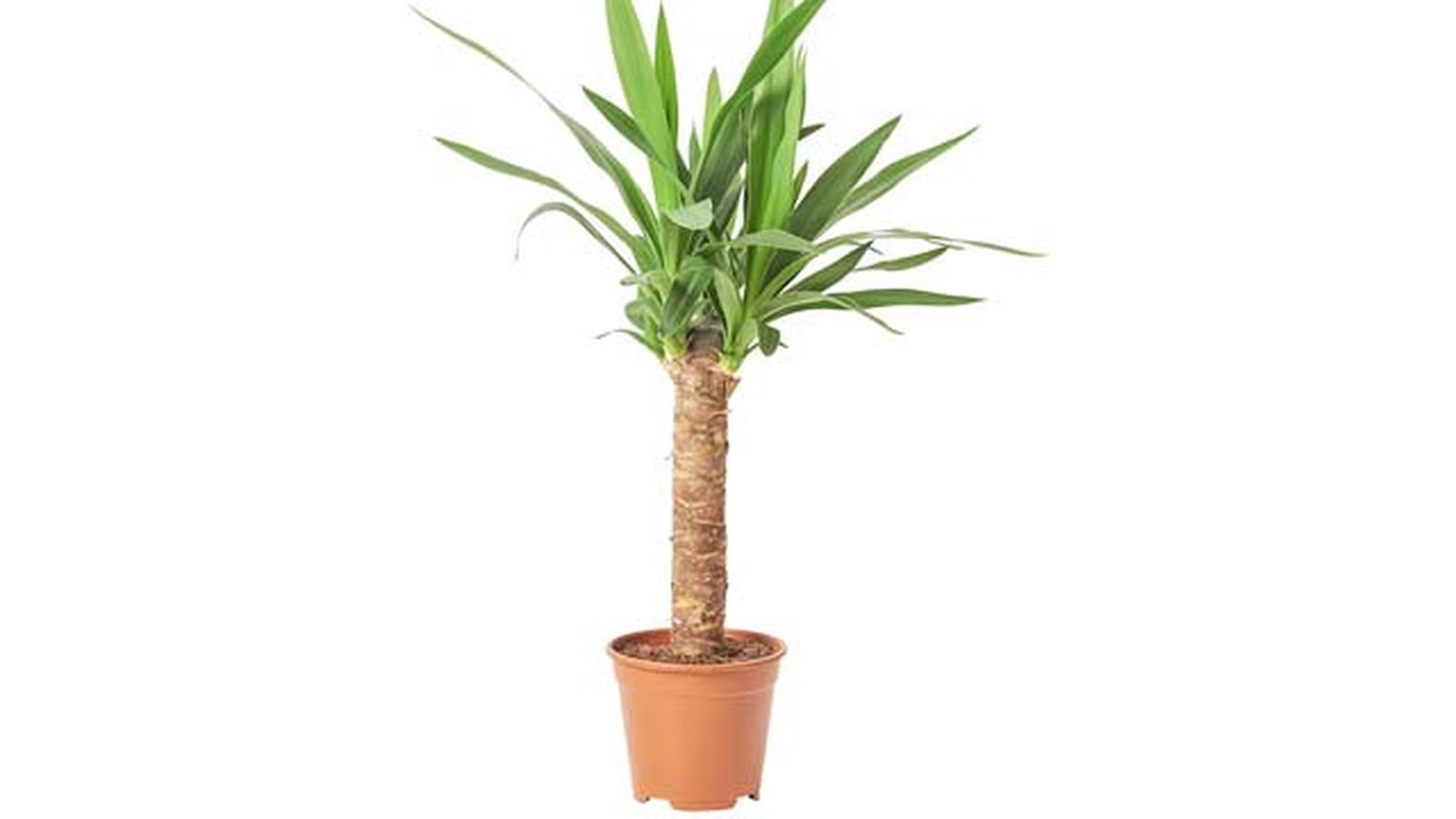 Yucca elephantipes ikea Yucca elephantipes ikea