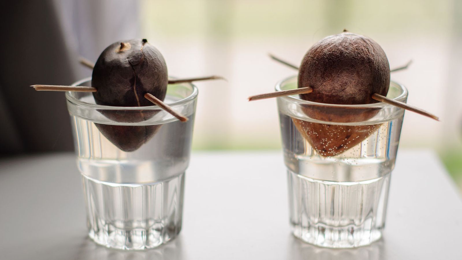 cultivar aguacate en vaso cultivar aguacate en vaso