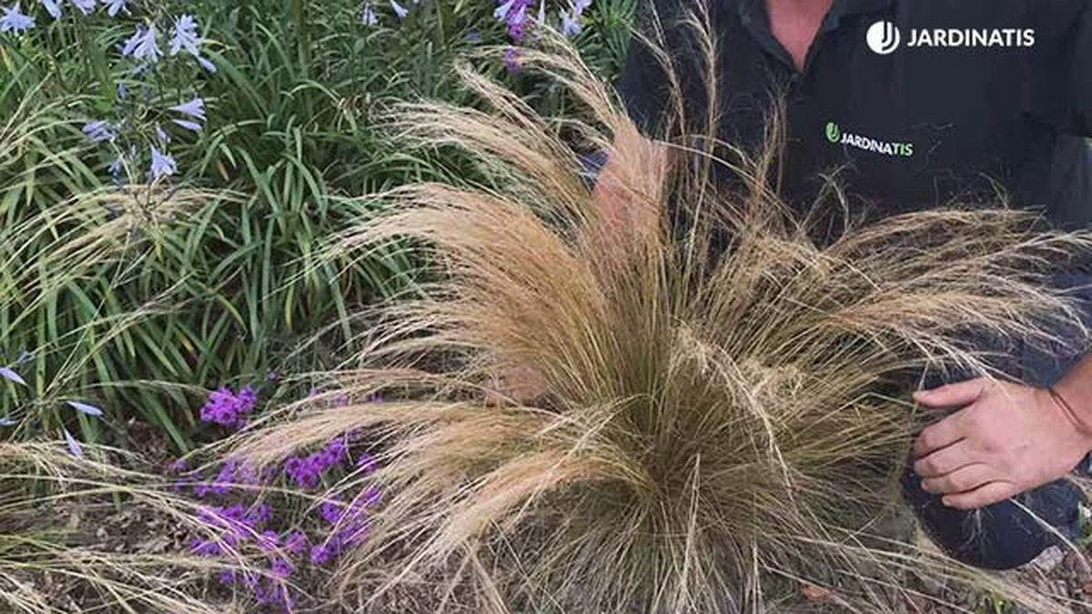 planta stipa tenuissima caracteristicas jardinatis