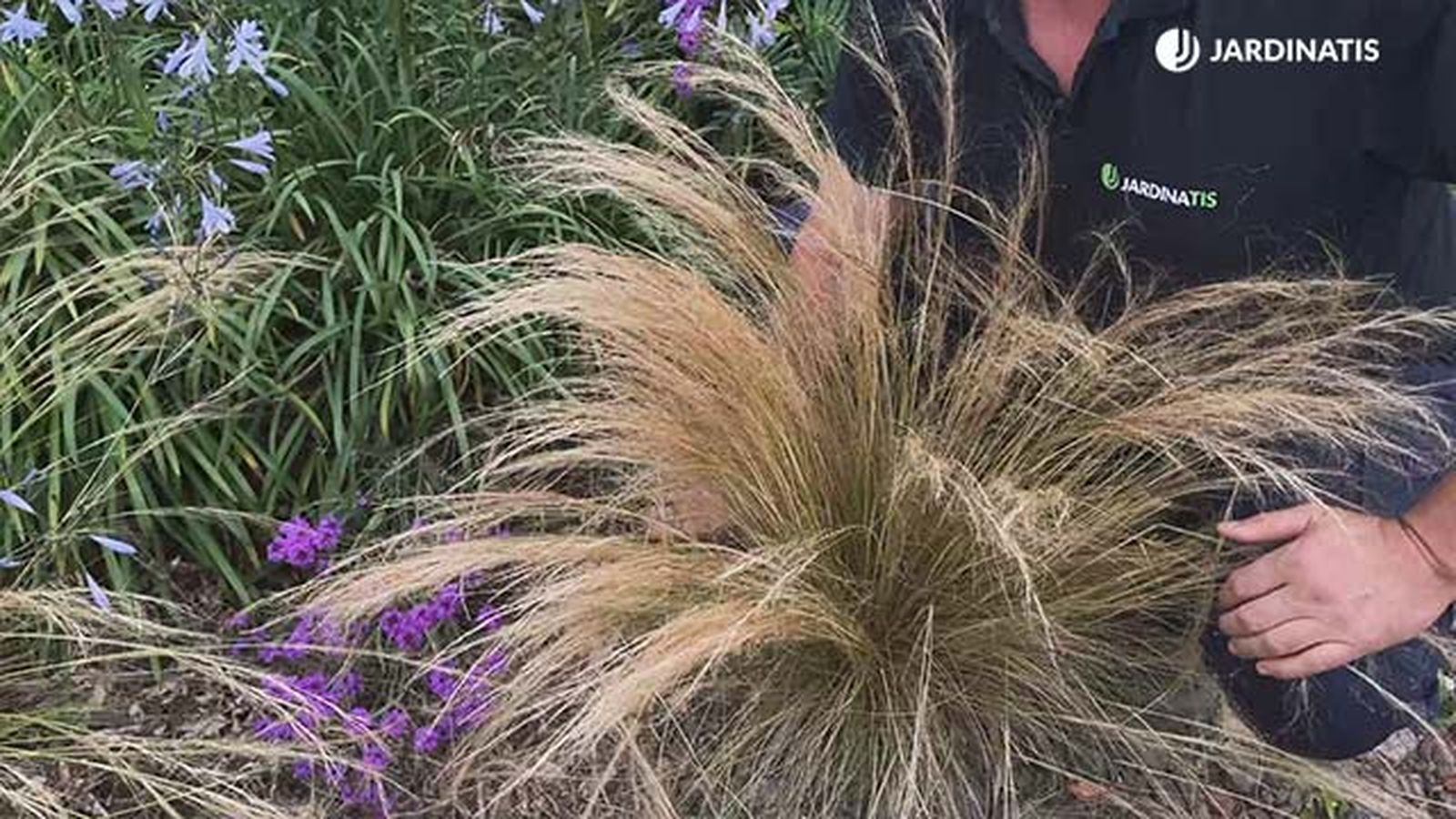 planta stipa tenuissima caracteristicas jardinatis