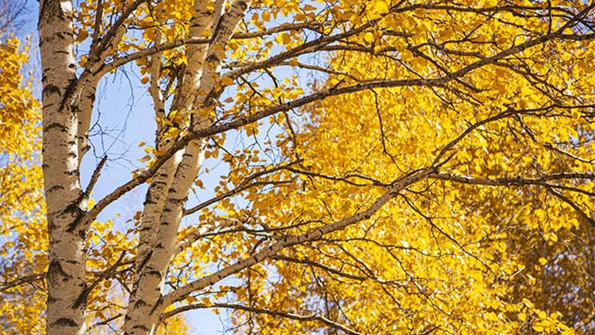 abedul arbol precioso de otono