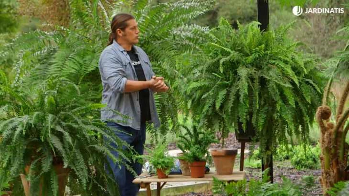 Distintos helechos Nephrolepis