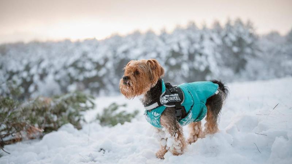 Tenlo controlado y no le pierdas de vista en tus paseos por la nieve.