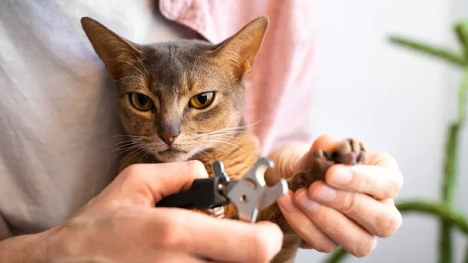 como cortarle las unas a un gato 4 como cortarle las unas a un gato 4