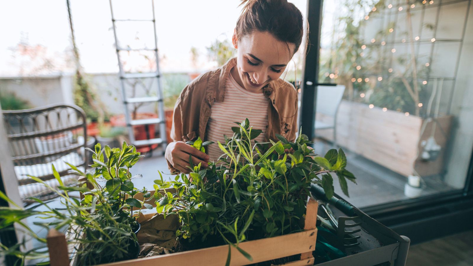 plantas gran antidoto contra estres xl