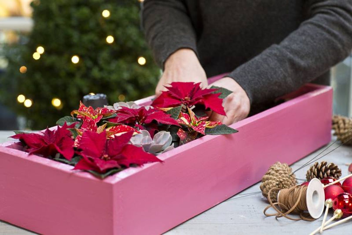 Meter las flores de Pascua en el centro de Navidad.