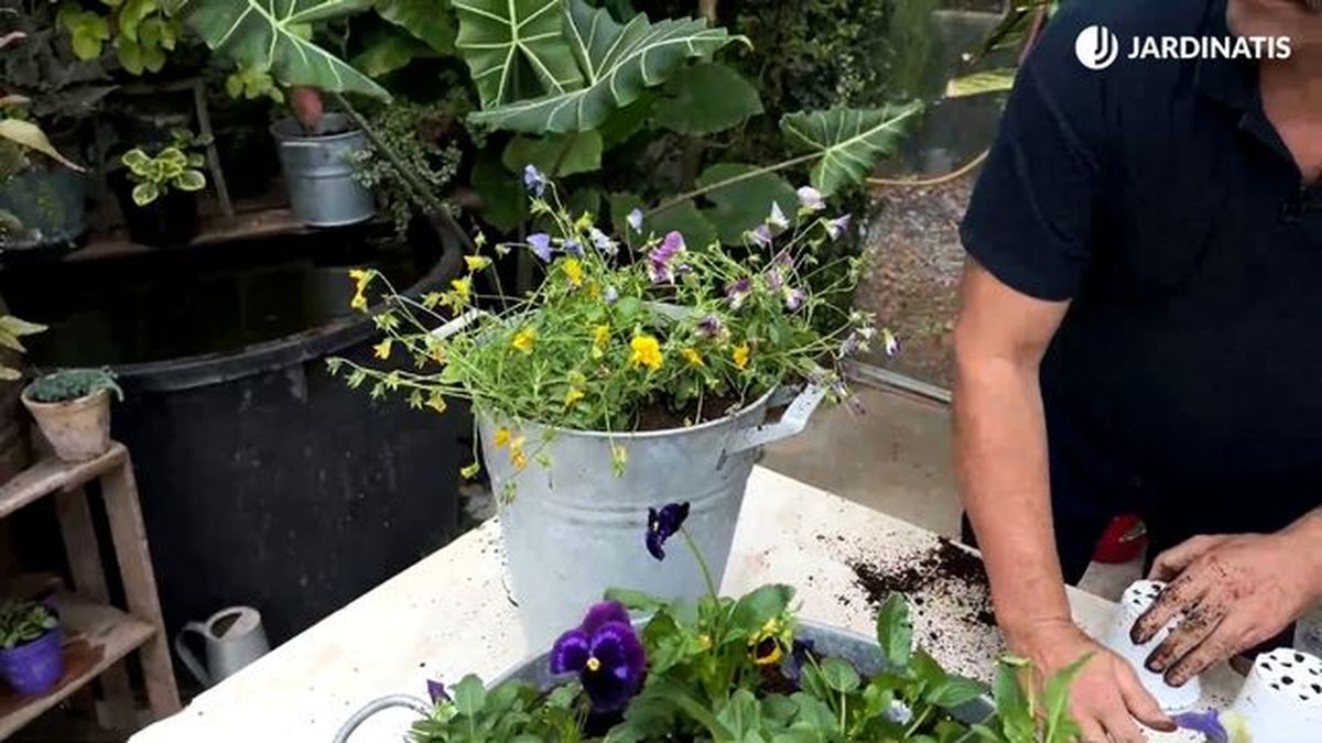 pensamientos de porte colgante jardinatis 22 25