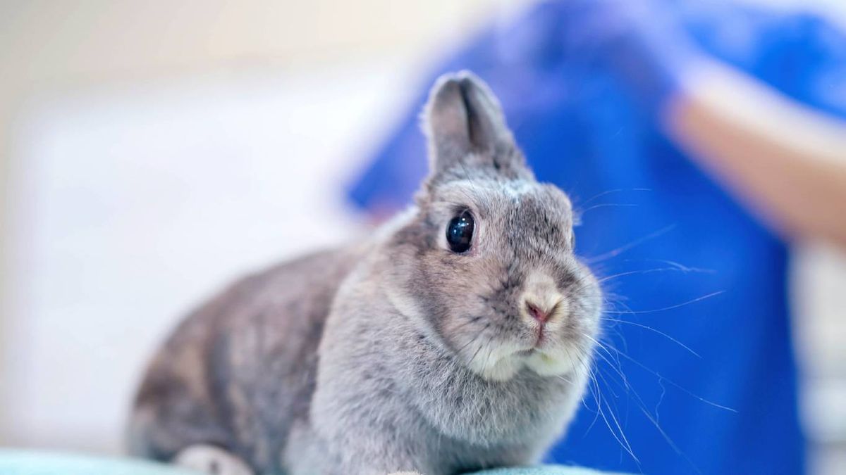 Comportamiento del conejo macho