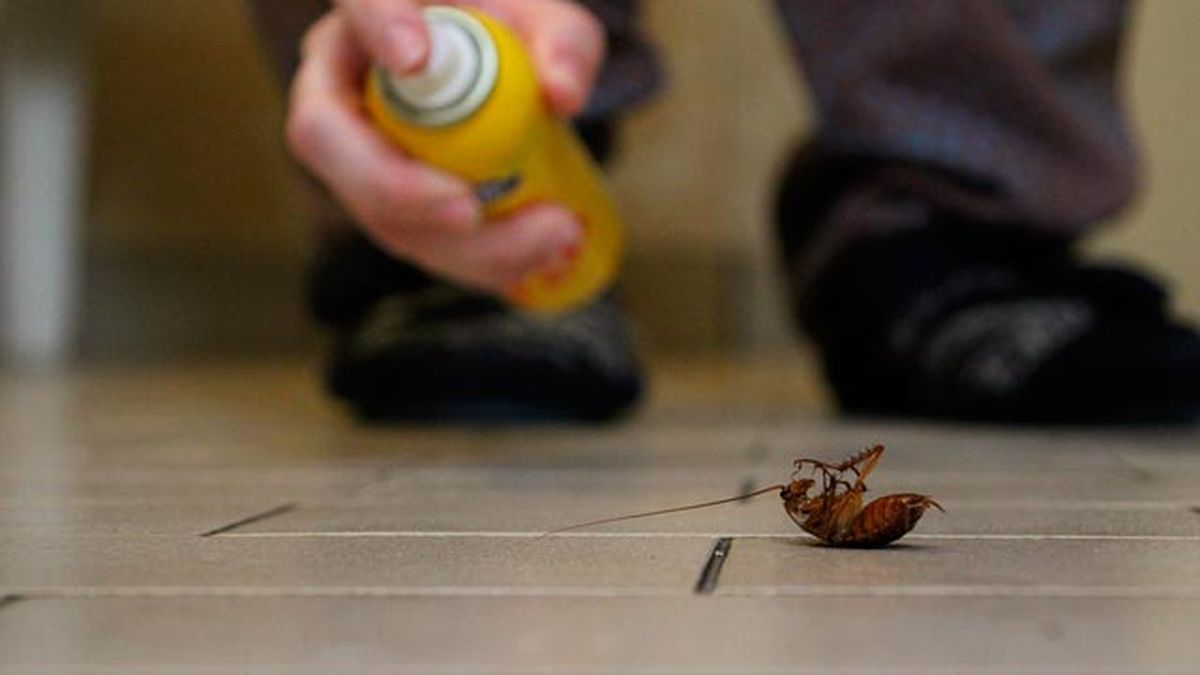 6 formas prevenir cucarachas