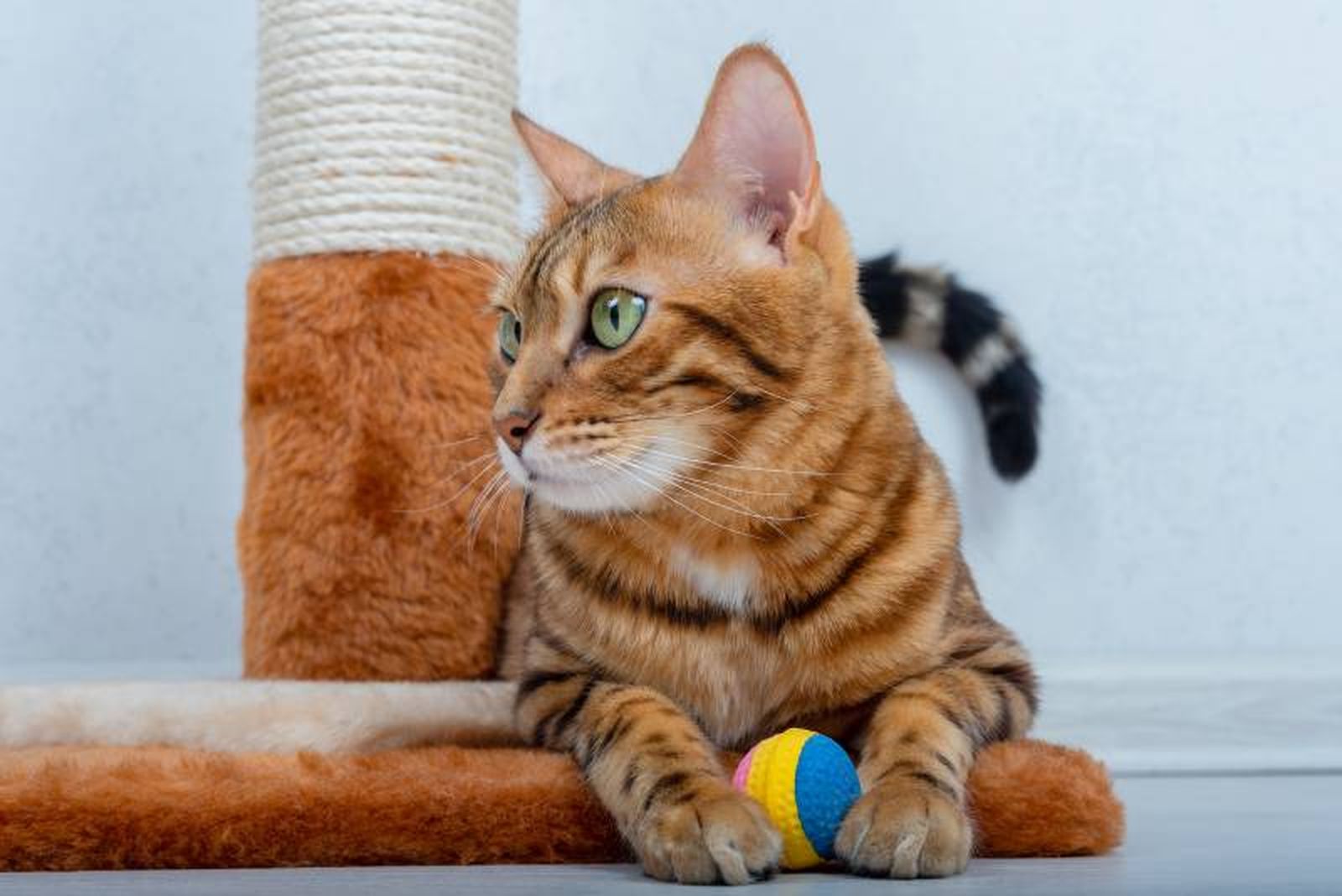 Implementar el enriquecimiento ambiental en gatos es una estrategia fundamental. Implementar el enriquecimiento ambiental en gatos es una estrategia fundamental.