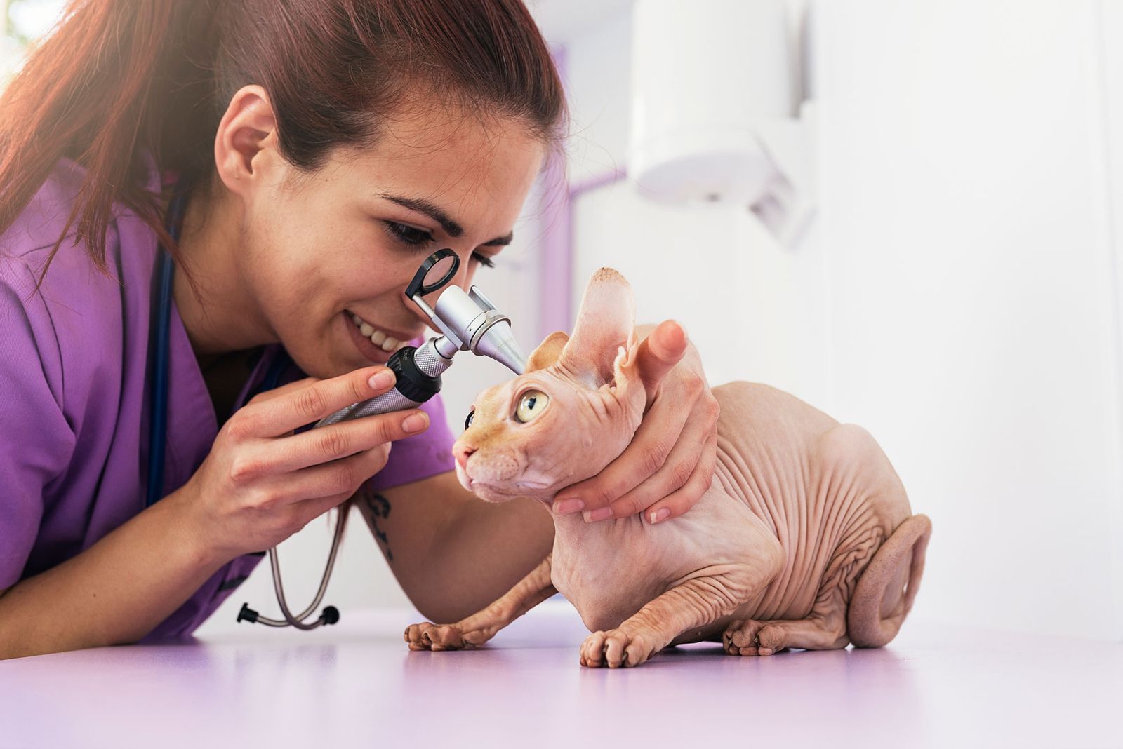 mascotas gatos raza esfinge oidos mascotas gatos raza esfinge oidos