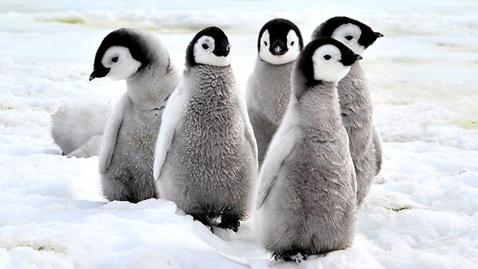 aspectos curiosos pinguinos 3 aspectos curiosos pinguinos 3