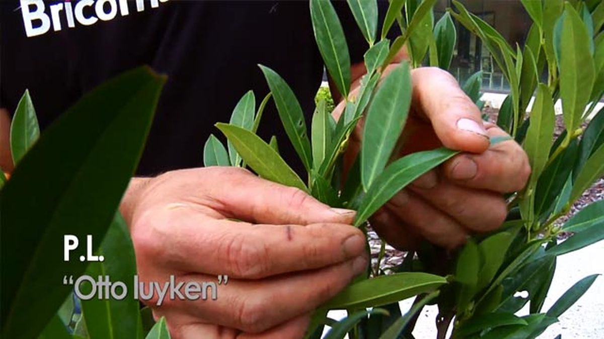 laurel cerezo Prunus laurocerasus Otto Luyken 854