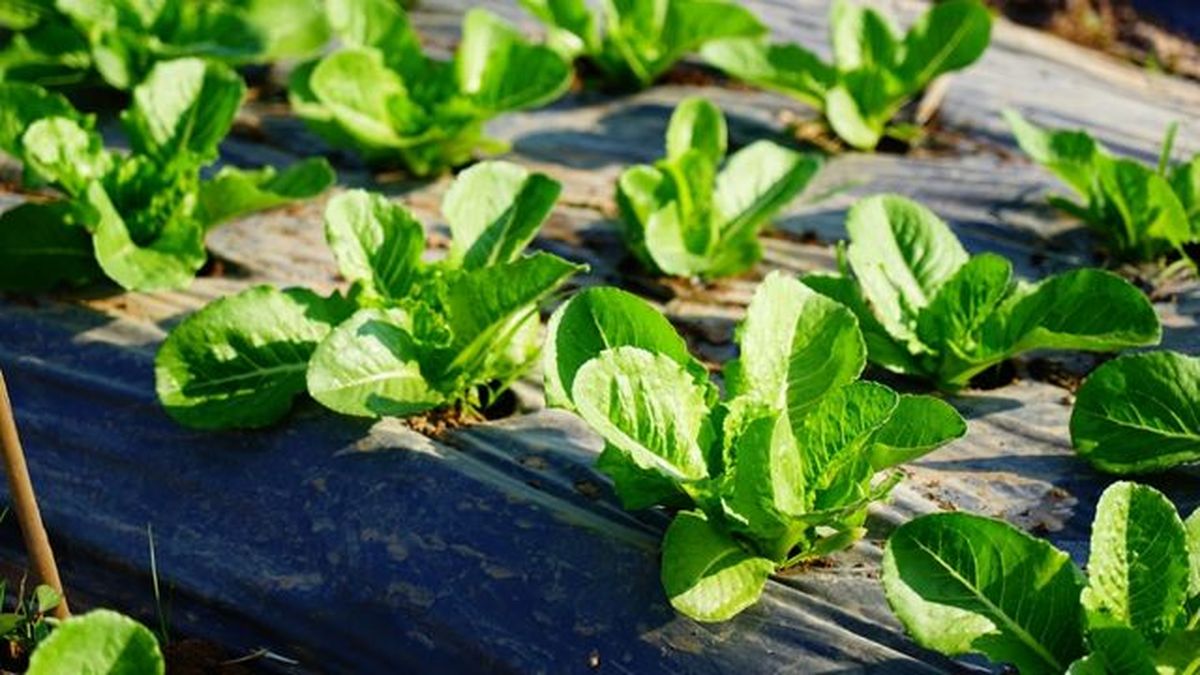 mantillo de plastico