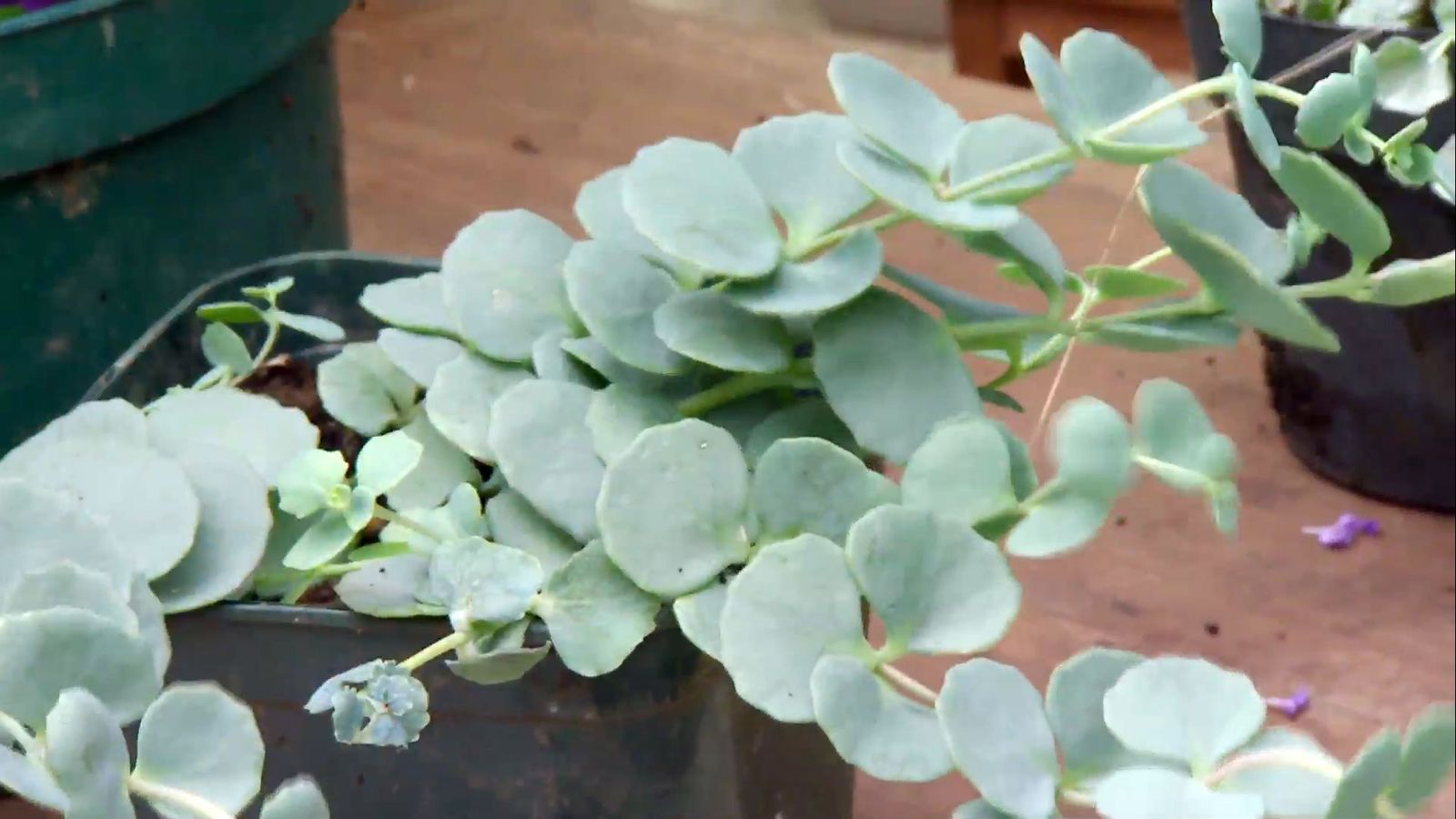 deco 660 jardineria composicion verano tonos azules sedum