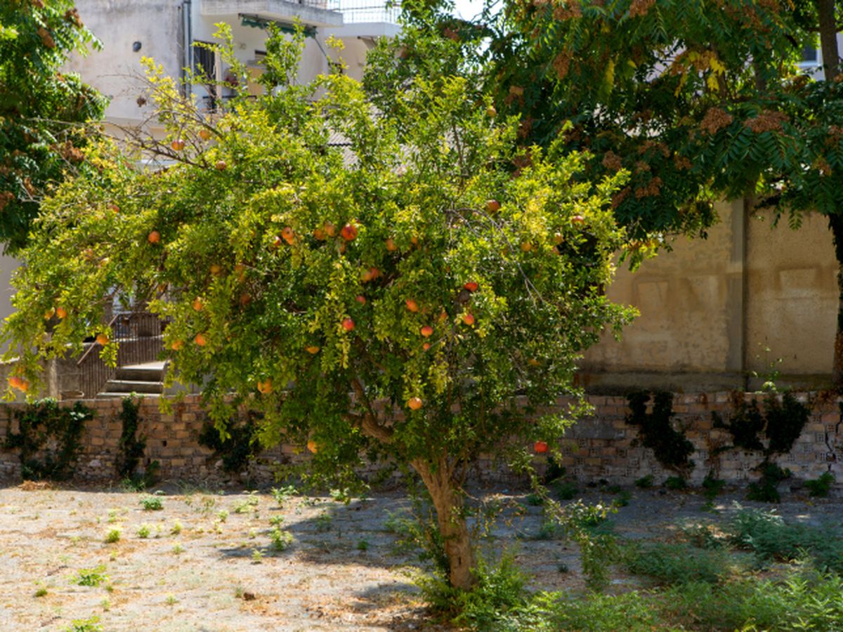 El granado (Punica granatum) se desarrolla bien en climas soleados
