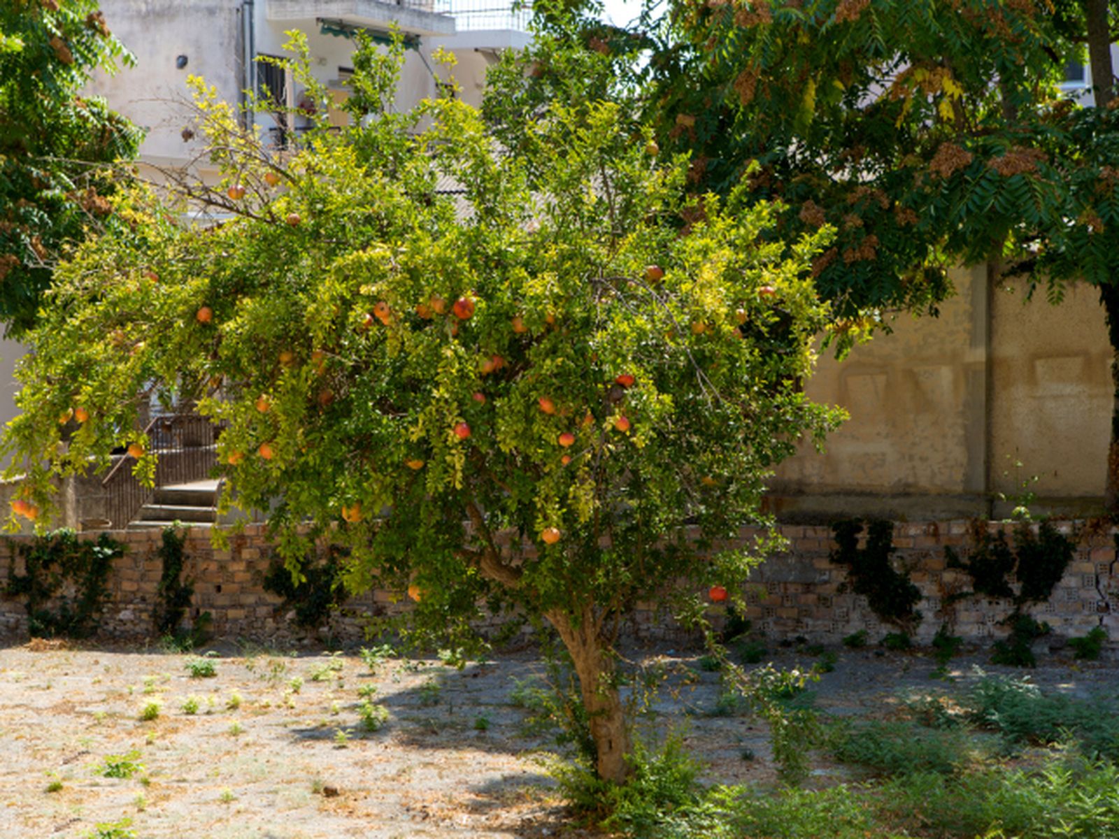 El granado (Punica granatum) se desarrolla bien en climas soleados El granado (Punica granatum) se desarrolla bien en climas soleados
