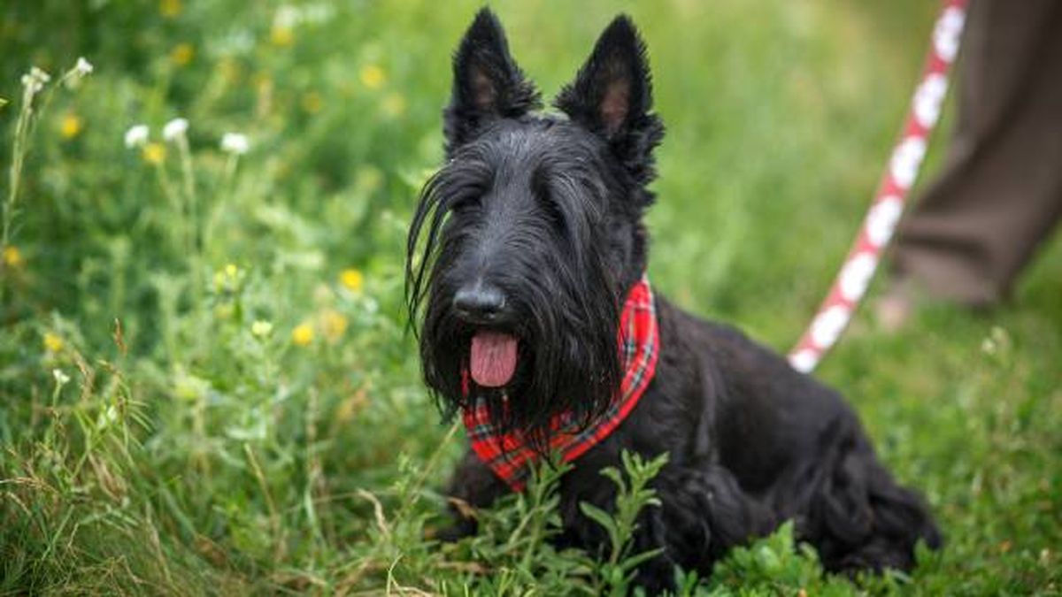 nombres para perros negros raza scottish terrier