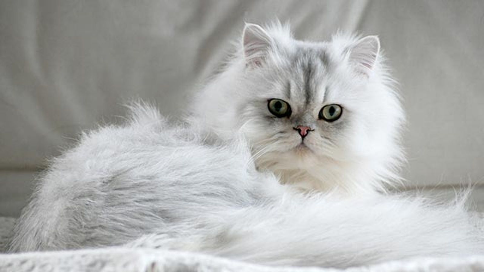 gato persa blanco 9 gato persa blanco 9