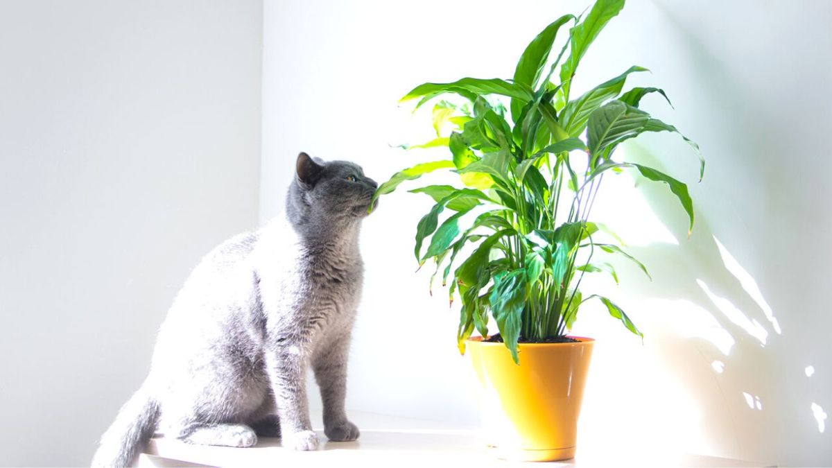 Spathiphyllum planta toxica gatos