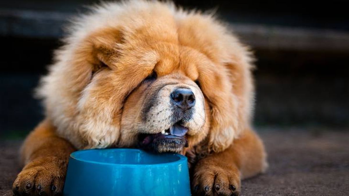 El Chow Chow destaca por su carácter reservado y tranquilo