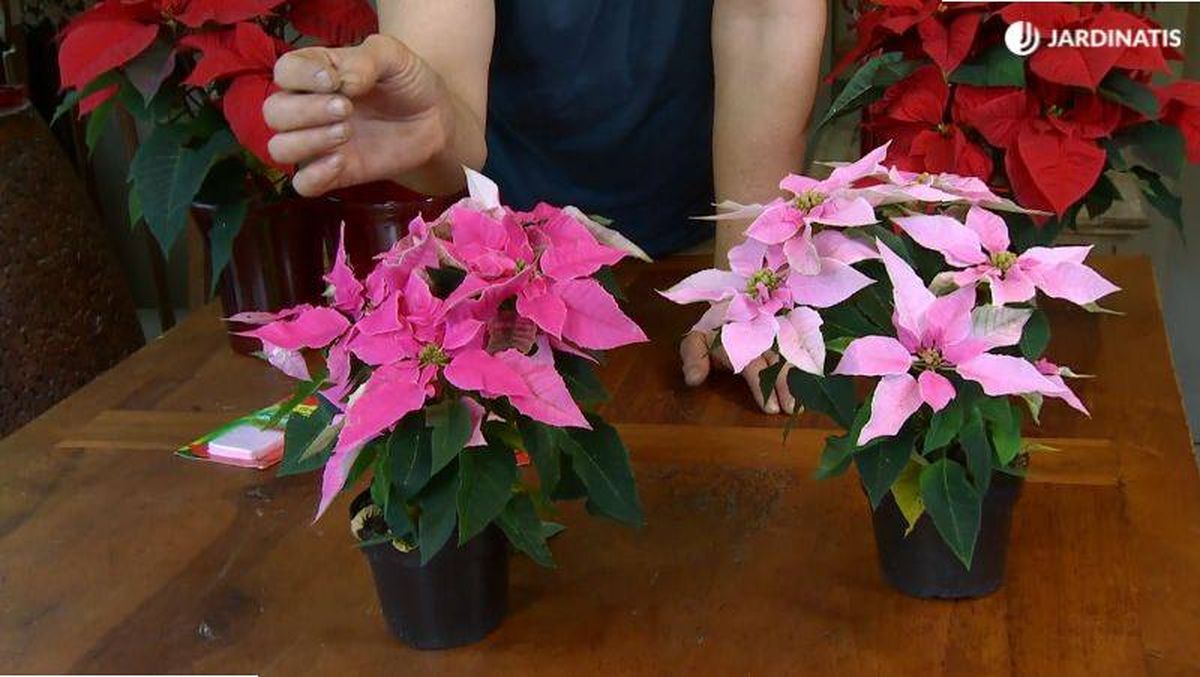 Distintas variedades de Princettia