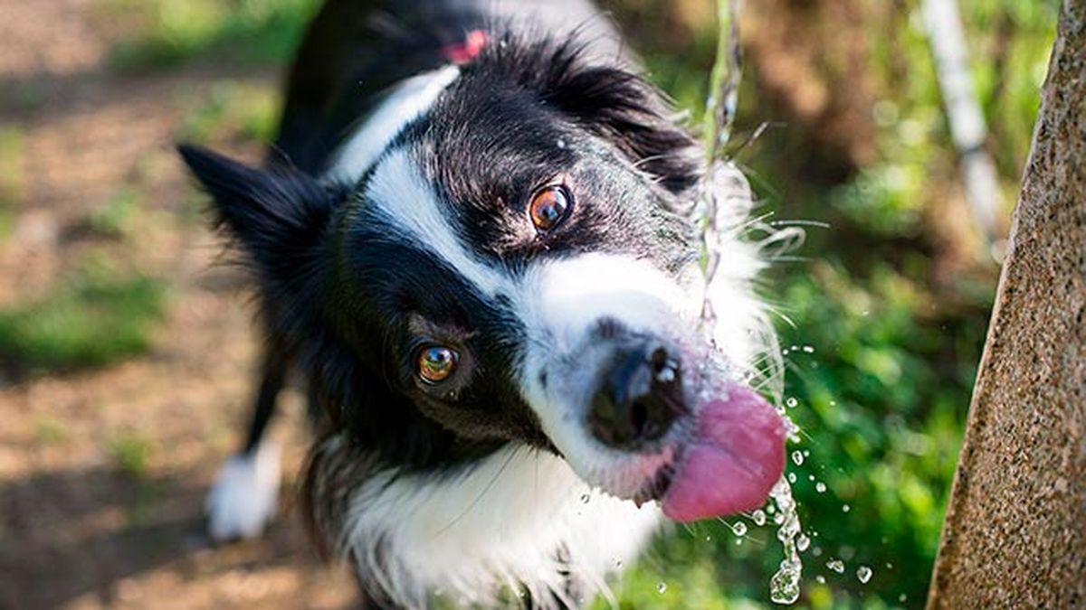 mascotas consejos calor agua