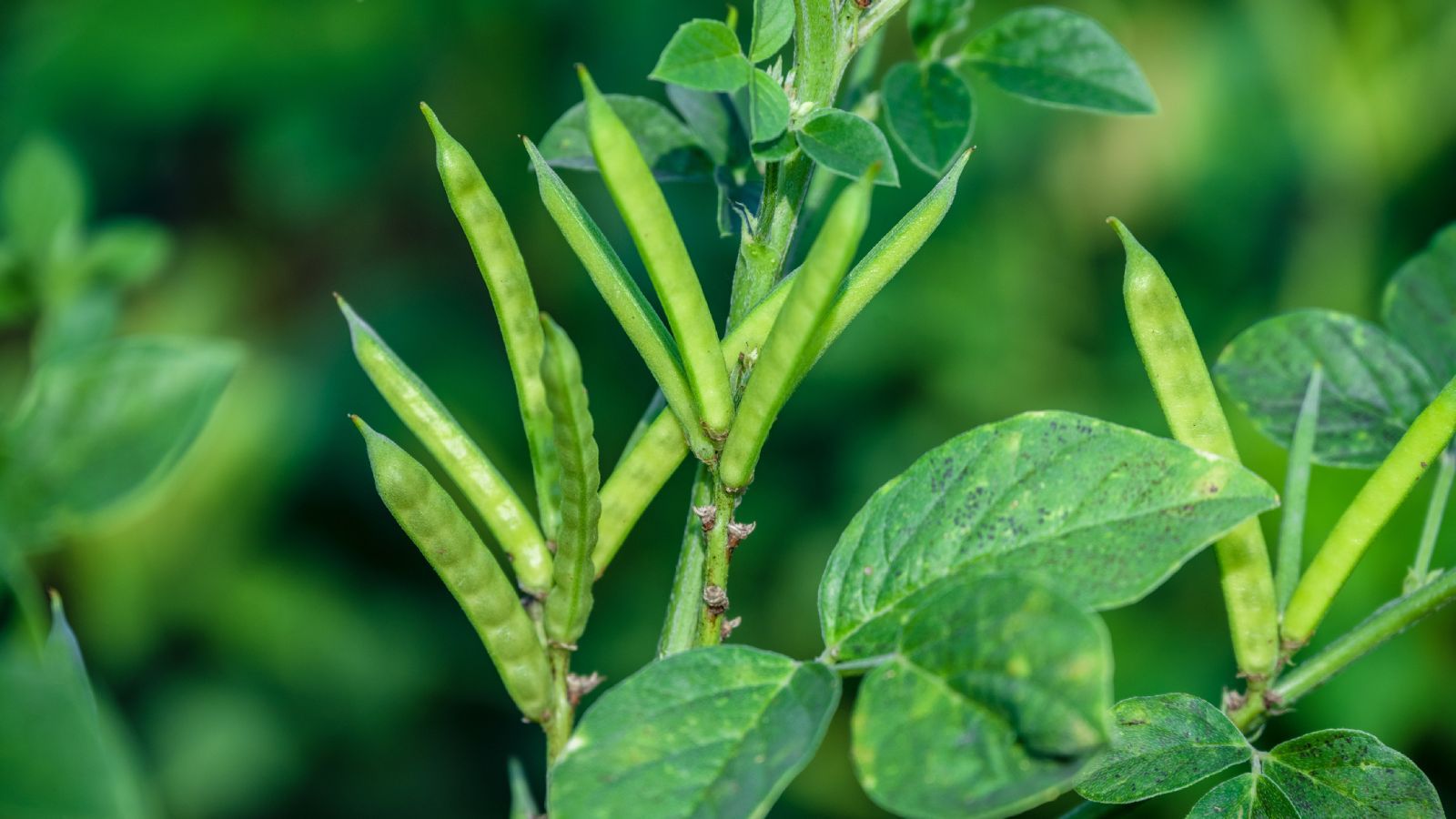 Planta de la que se obtiene la goma guar Planta de la que se obtiene la goma guar