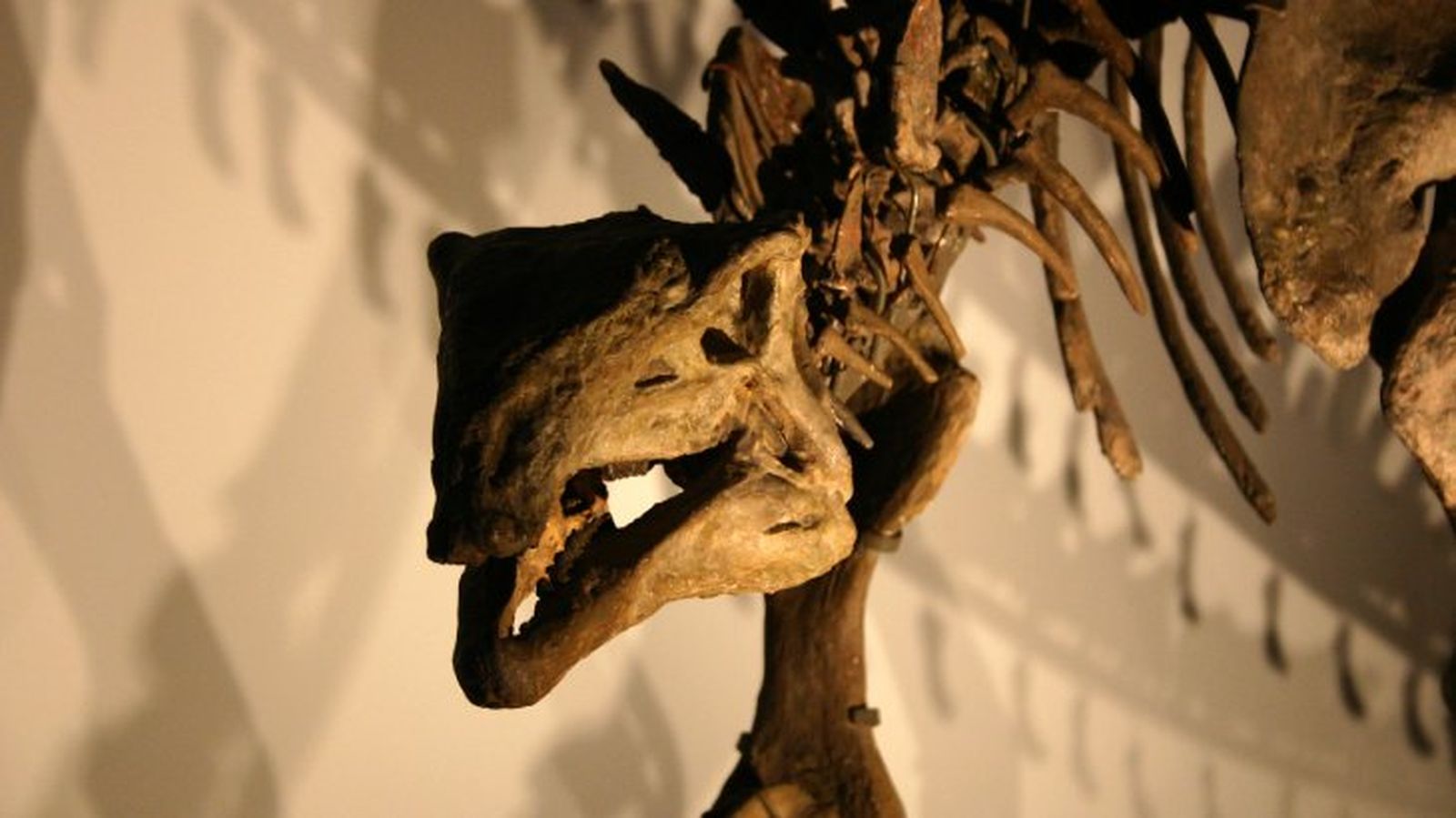 como eran los dinosaurios 16 como eran los dinosaurios 16