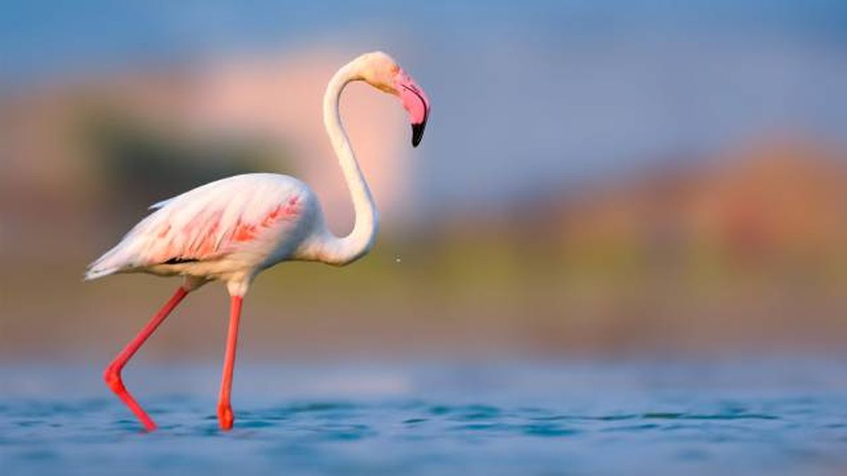flamencos ave color rosa comportamiento