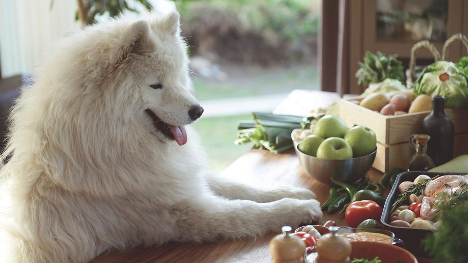 dieta light perros portada