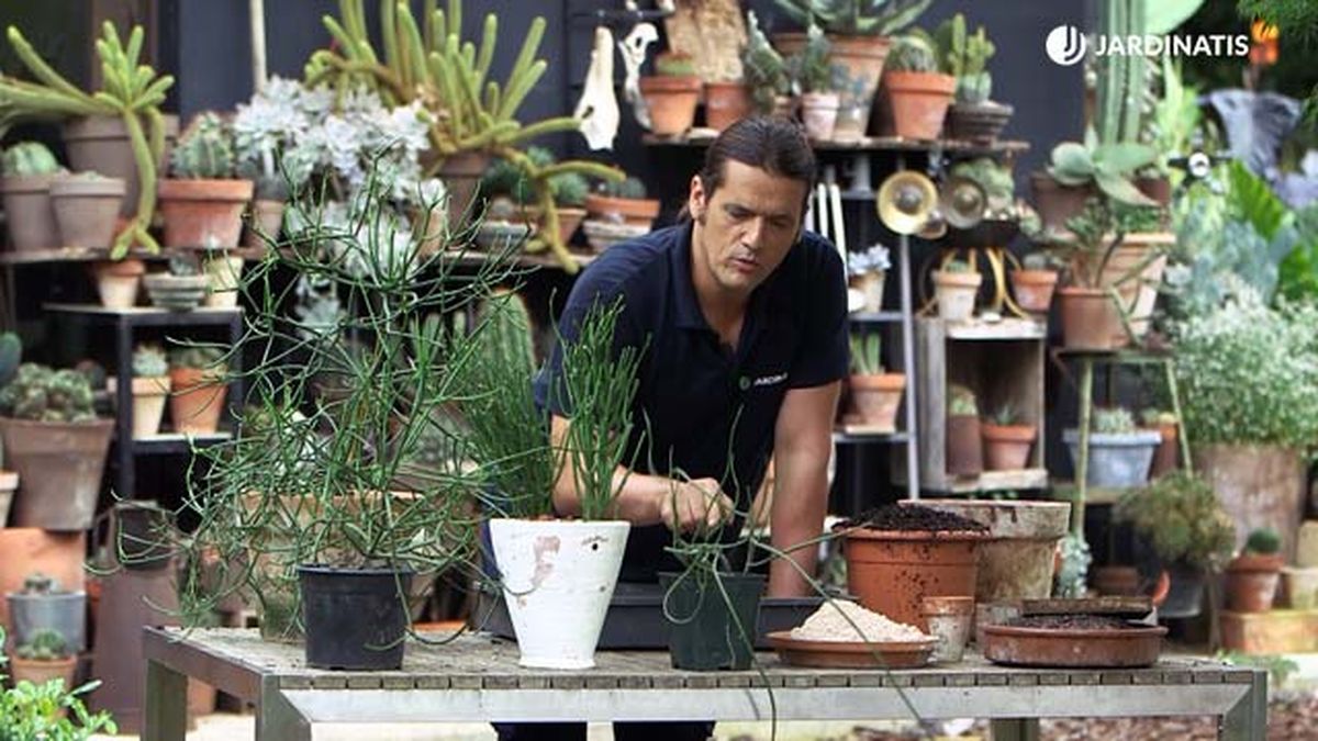 variedades de euphorbia tirucalli brico 1009 jardinatis