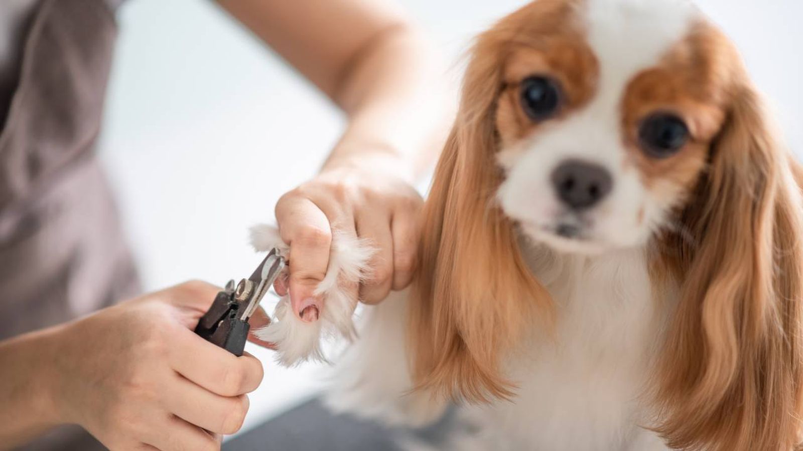 peluquerias caninas y centros de estetica para perros servicios peluquerias caninas y centros de estetica para perros servicios
