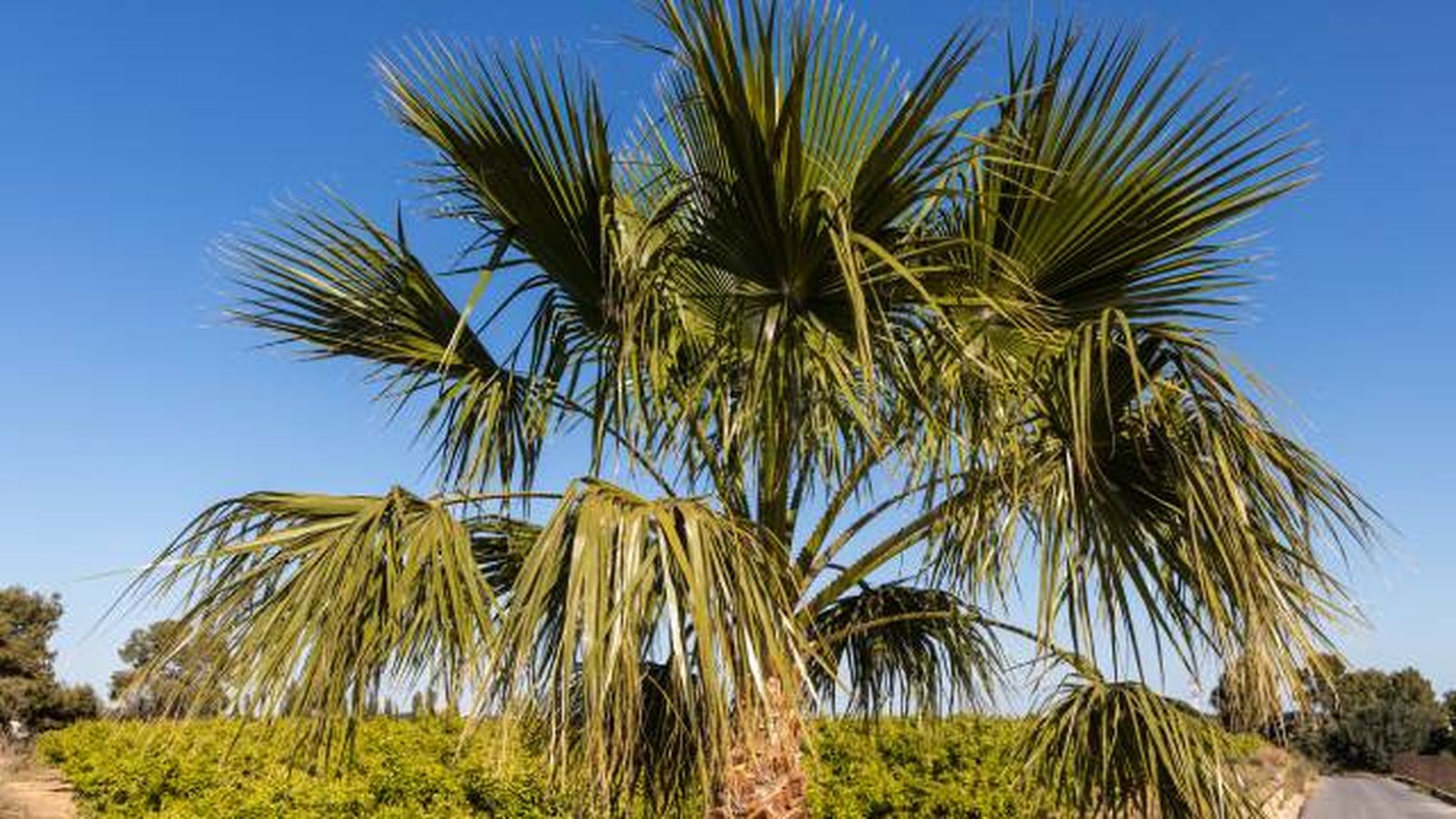 washingtonia robusta washingtonia robusta