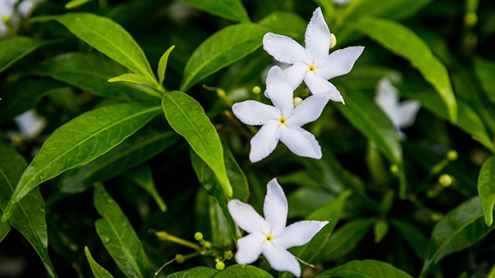 Jazmin officinali jazmin comun caracteristicas cuidados Jazmin officinali jazmin comun caracteristicas cuidados