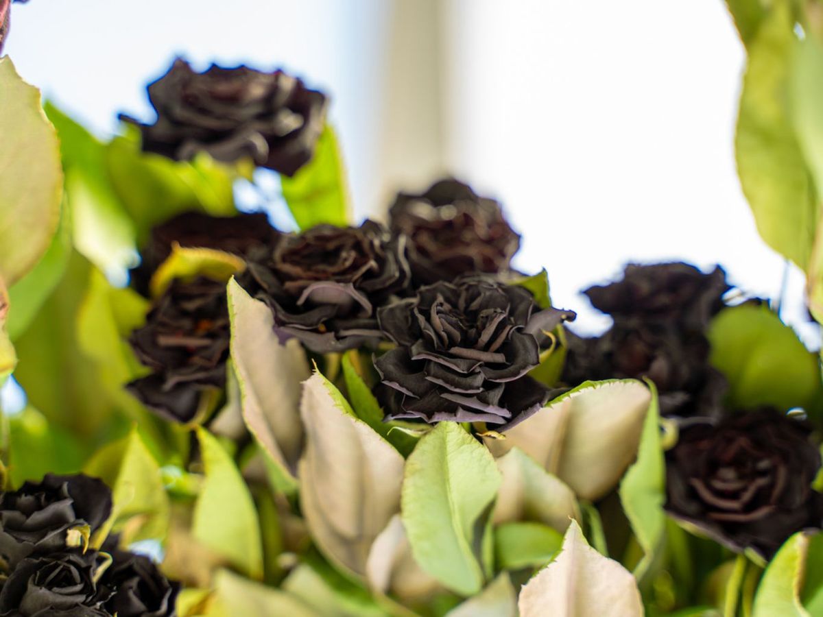 Rosa negra en el distrito de Halfeti de Sanliurfa..