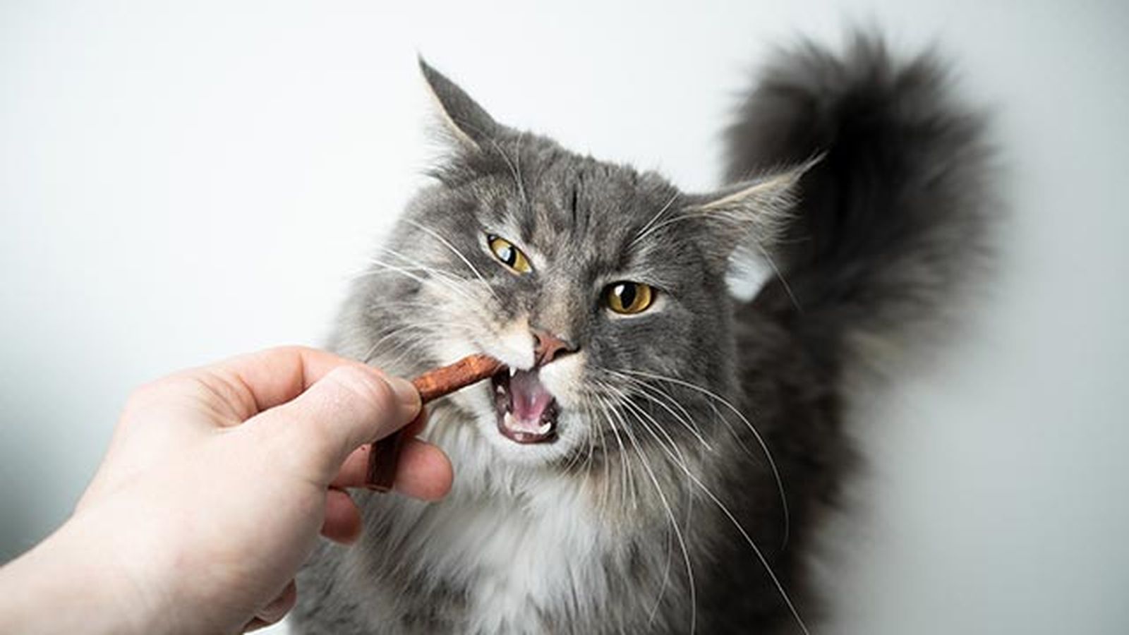 snacks ideales gatos 6 snacks ideales gatos 6