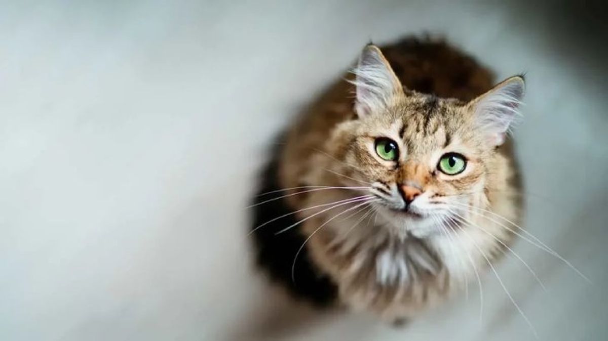 por que mi gato me sigue a todos lados 4