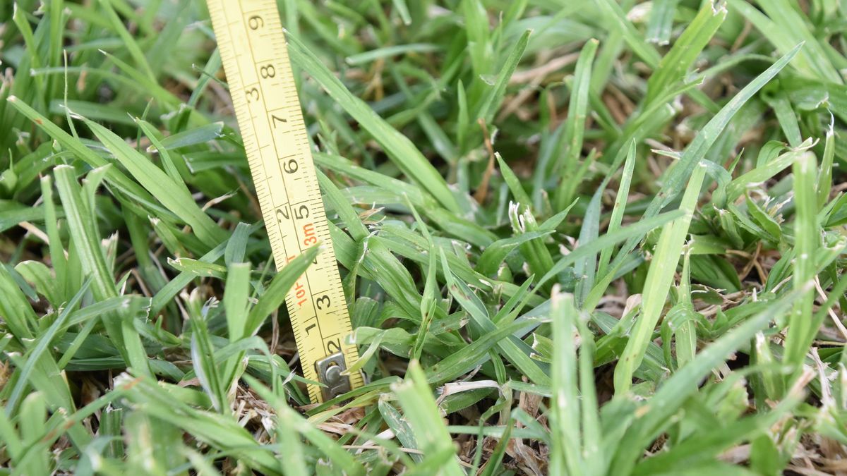 Al cortar el césped no hay que dejarlo ni muy alto ni muy bajo